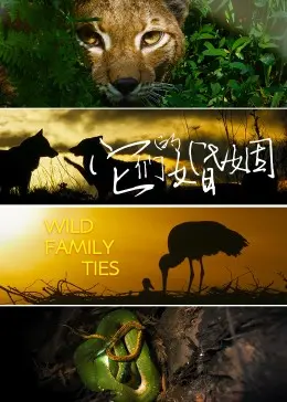 《它们的婚姻》：婚姻真相的残酷剖析，一场关于爱与背叛的伦理剧